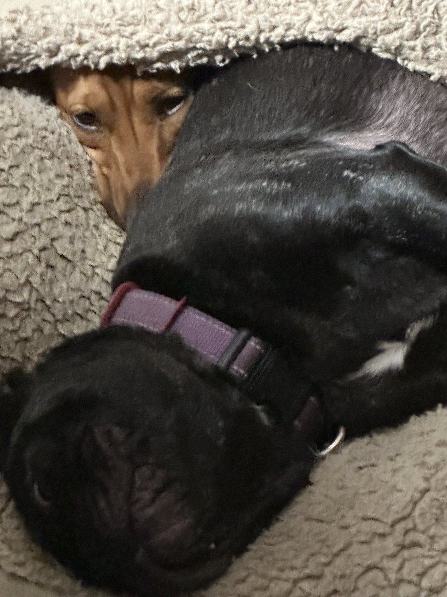 Bobh585's tweet photo. @BurnItWithFire8 @Phil_Sledge Chloe with her blanket and warming buddy Zlily the Doxie. https://t.co/B905p412Y0