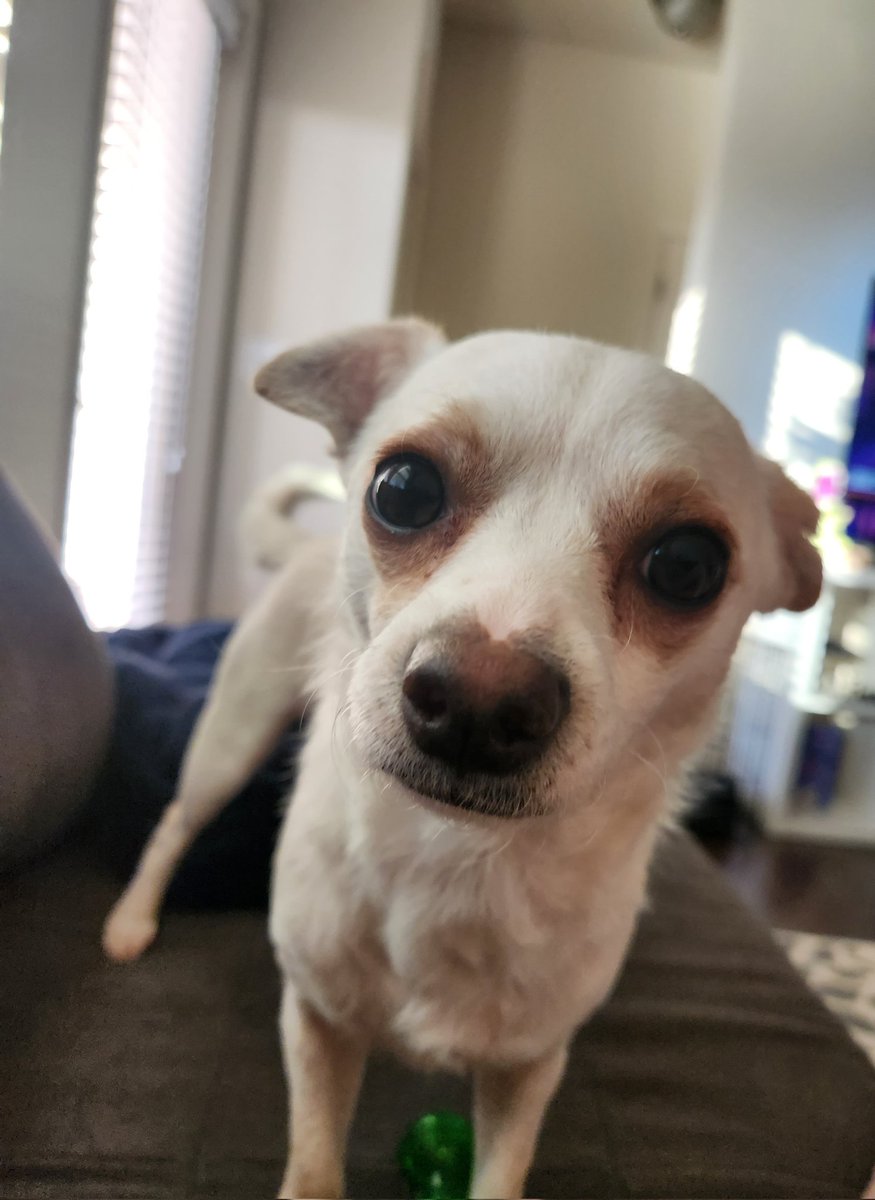 Hello, beautiful people! Hope everyone is doing well! Happy Saturday from Coquito! 💕🐕😊 
 #OPLive #OnPatrolLive #OnPatrolLiveNation #oplivenation <a href="/OfficialOPLive/">On Patrol: Live</a> <a href="/ReelzChannel/">REELZ</a>