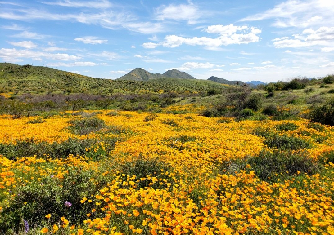 RougeTrekking's tweet photo. AZ bloom https://t.co/JkeGfCDoSW