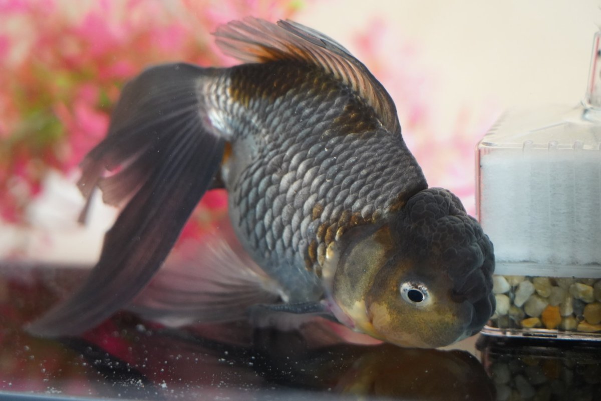 tarohana_7II's tweet photo. 転覆病になりかけているみたいなので早めの療養
#金魚
#青文魚 https://t.co/B8tQfmOHDk