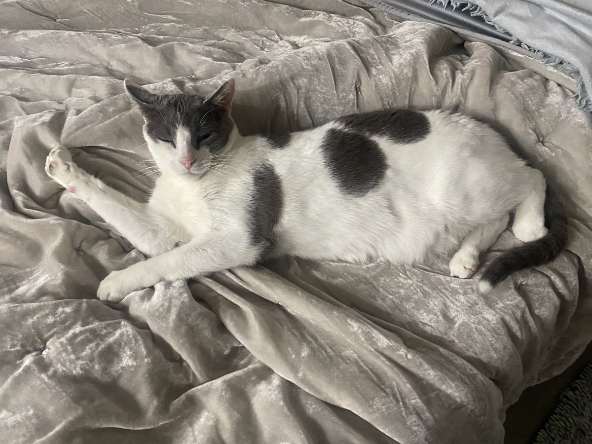 PurrfectPaws4's tweet photo. Happy Caturday!! https://t.co/tUEQsczft9