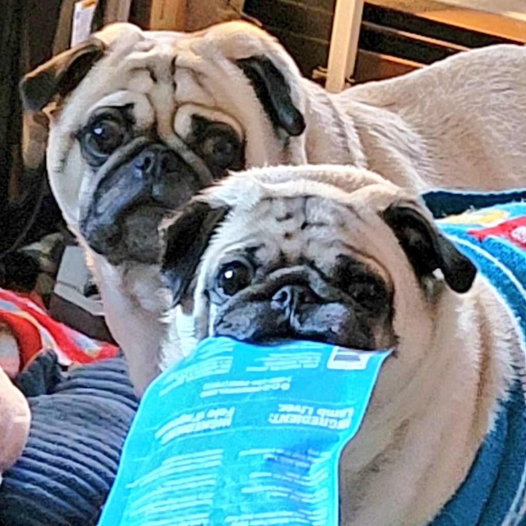 SarahPug12's tweet photo. Pencil sketch of the week...done by my daughter (original &amp; sketched) 💕 ❤️  Orange &amp; Stella. #Siblings #BigBoyBoy #LittleGirlGirl https://t.co/OY7rBN94wV