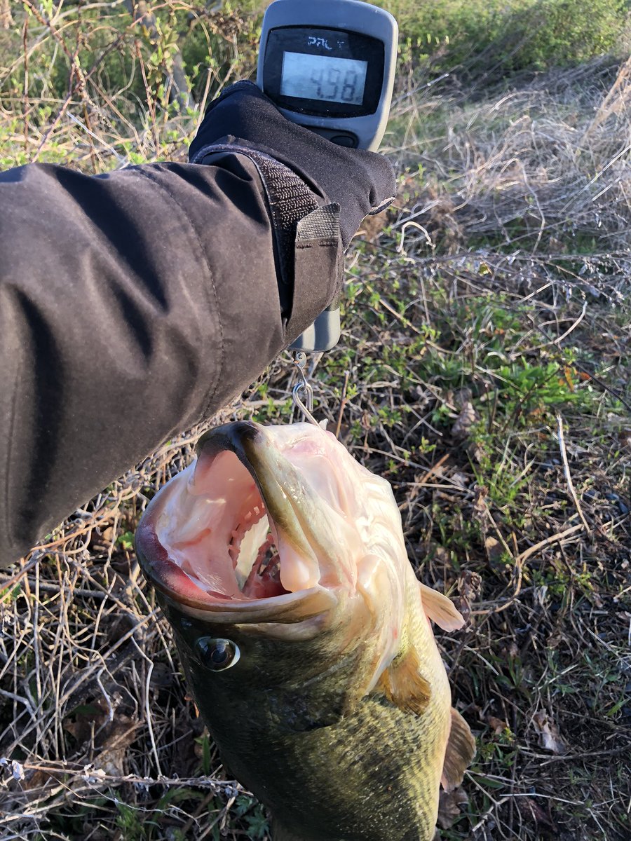 e_ma0104's tweet photo. 通算５本目のロクマルは、夢の10lbオーバー！
スーパーリビングフィッシュのミドストで61cm、4980g‼️ https://t.co/pc39rhQgEa