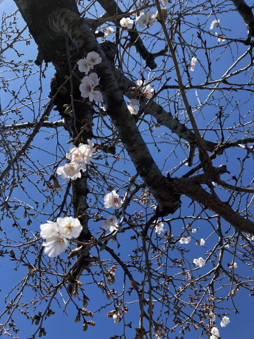 義実家にてお墓参り中なので今日は後でアーカイブで楽しもうっと桜ちょい咲き〜 