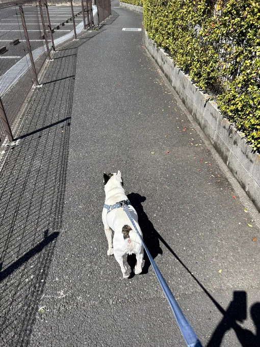 お昼になってようやくペンタのお散歩へ。はあ、のんびり。 