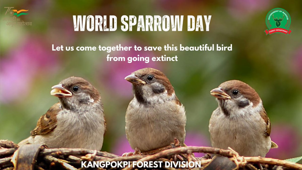 kpiforest's tweet photo. Let's come together to save the sparrow from going extinct.@NBirenSingh @BiswajitThongam @moefcc @DiscoveryIN #sparrow https://t.co/0mnrTMlAIB