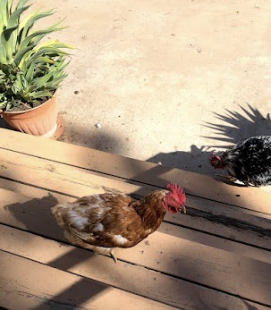 Jen Zellet tweet media