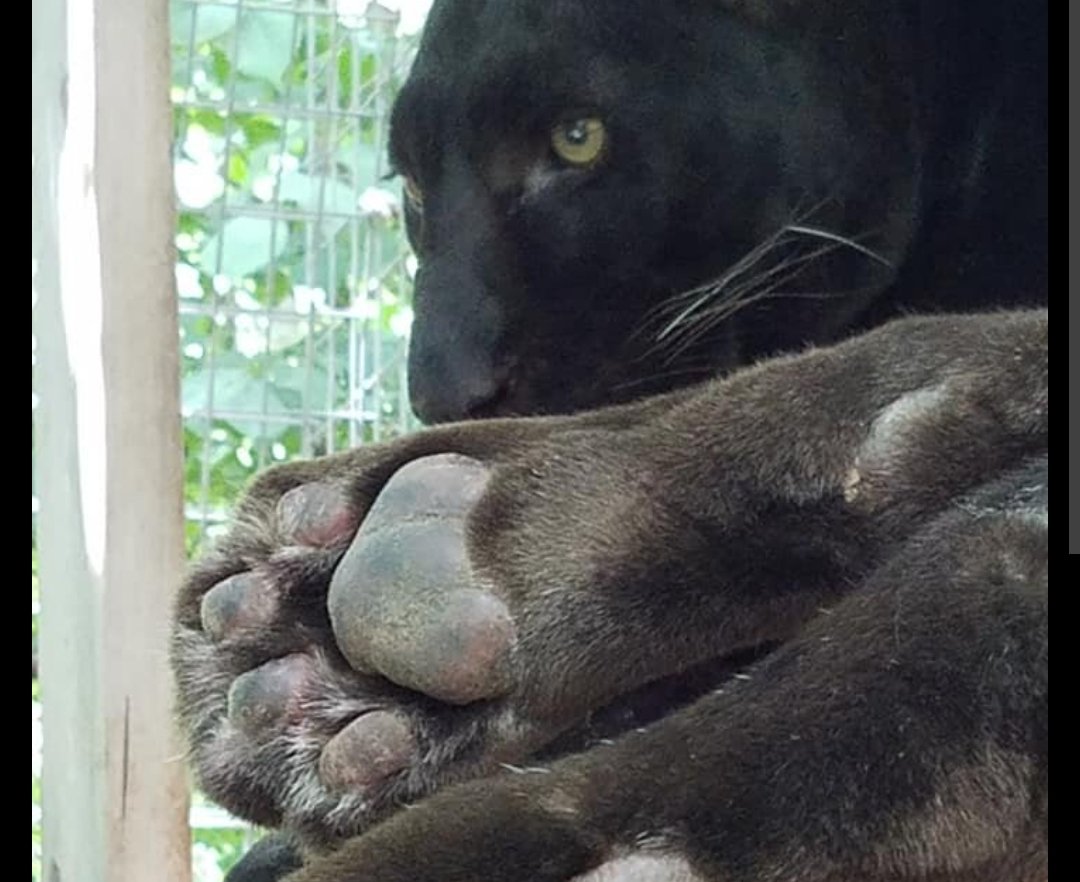NikTheFox's tweet photo. On the topic of Furry Themed/designer sneakers

I present; a shoe from Jordan brand in 1997: Air Jordan 13, designed by Tinker Hatfield. The shoes outsole is based on the paws of Black Panthers and is still one of the best performing basketball sneakers today https://t.co/NaTQ11GIpE