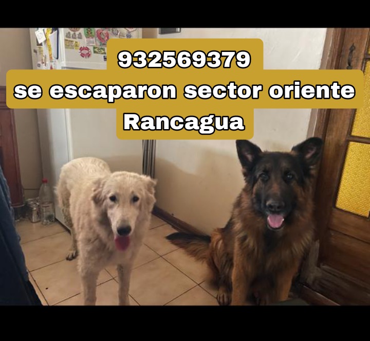 #Rancagua #perritosperdidos @alcaldejrgodoy @Anyahnka @betohi @capocele @carolinapinoc @ExAlcaldeSoto @JoC_GalveZ @josesalvo @munirancagua @Kristian_Mella @PerrosPlazaHuem @RadioCanina @ragliatim @RancaguaVIreg @VeterMariana