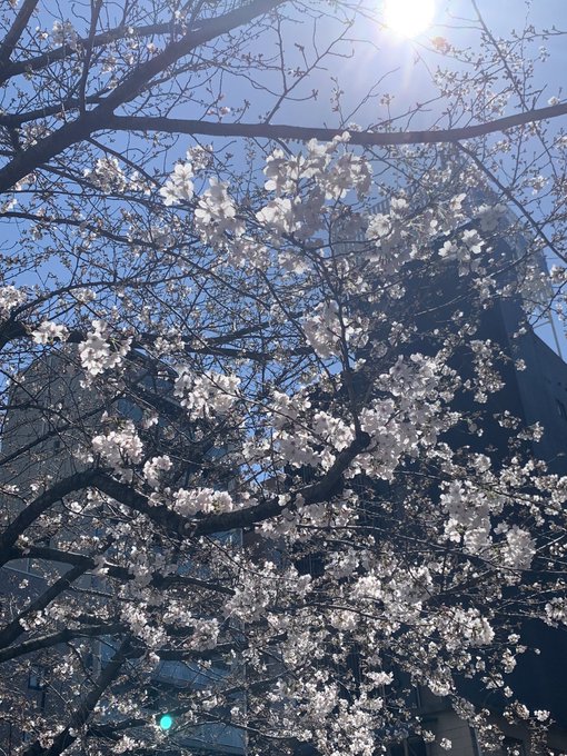 春だねぇ꒰ '͈ω`͈꒱ 