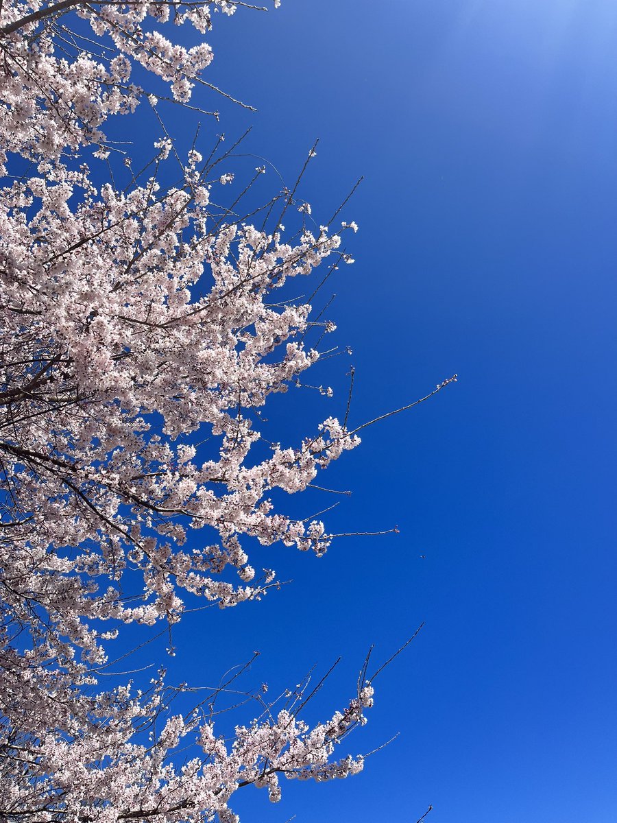 #サイクリング 中。
ガムシャラに走ってると思ったら、大間違い。
#iphonephotos #iphone #桜 #春 #cherryblossom