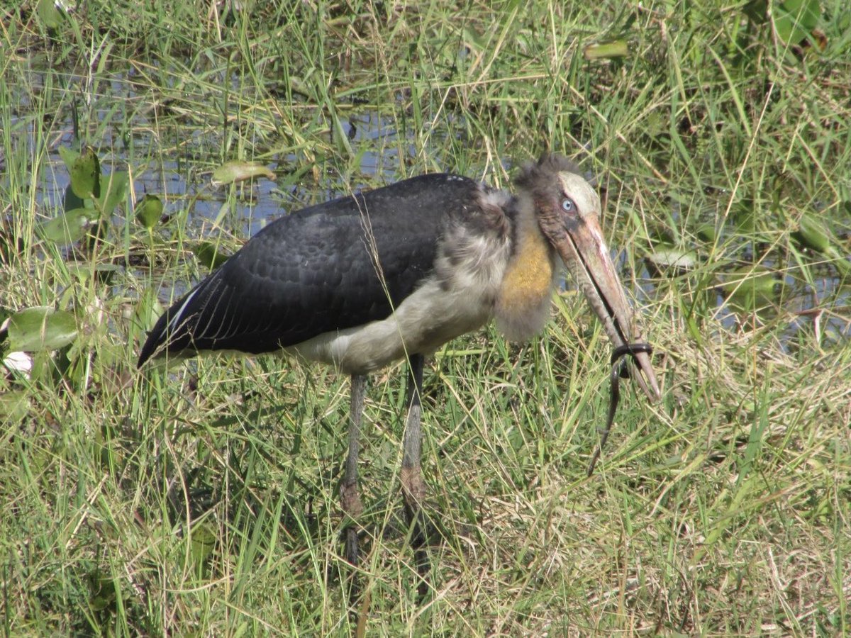 Majuli_Chapori's tweet photo. Bortokola’s feasting moment!
#lesseradjutant #birdphotography #Majuli https://t.co/dGyd5tHWZm