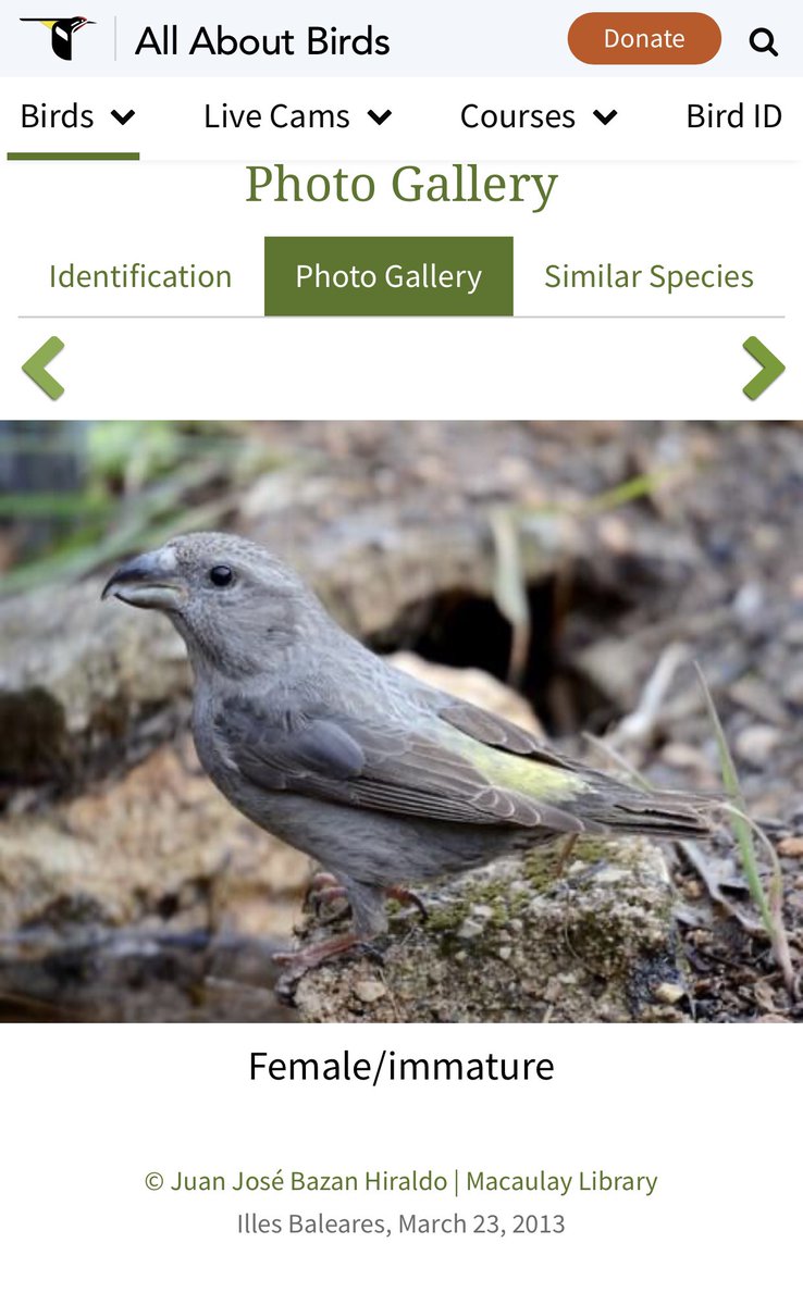 BirdsofTurf's tweet photo. @huskercspackler @BirdWatchDaily @CONativeBird @ABCbirds Yes, perhaps a bit like this young lady? https://t.co/EwSgi1KpYS