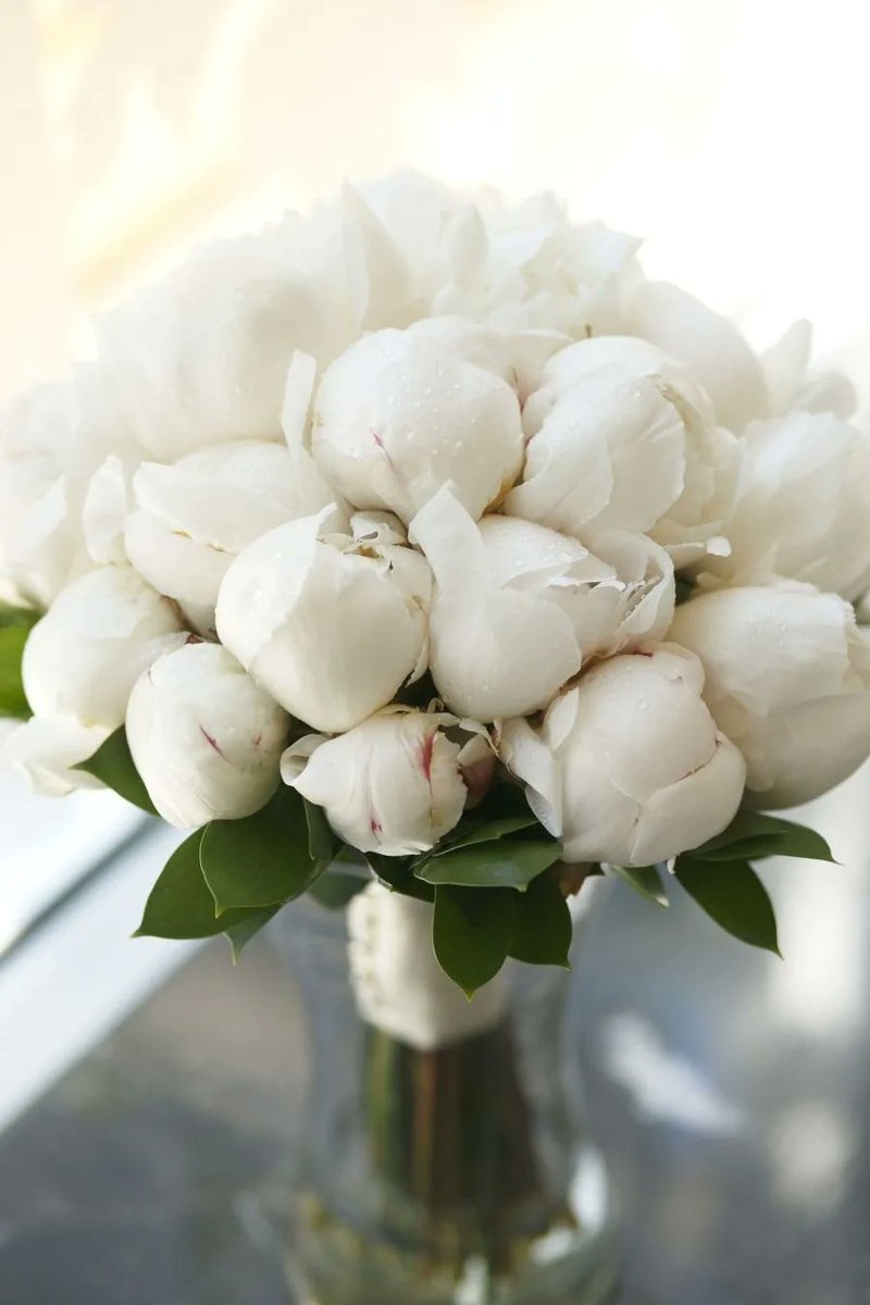 Bashleen_'s tweet photo. Whenever I see white Peonies I just have the unbearable urge to just shove my face in them. they're so soft and pretty and they smell so nice. PLUS CMON THEY LOOK LIKE FUCKING CLOUDS. Permission to drown in them please? thank you https://t.co/QiOaOF9RcA
