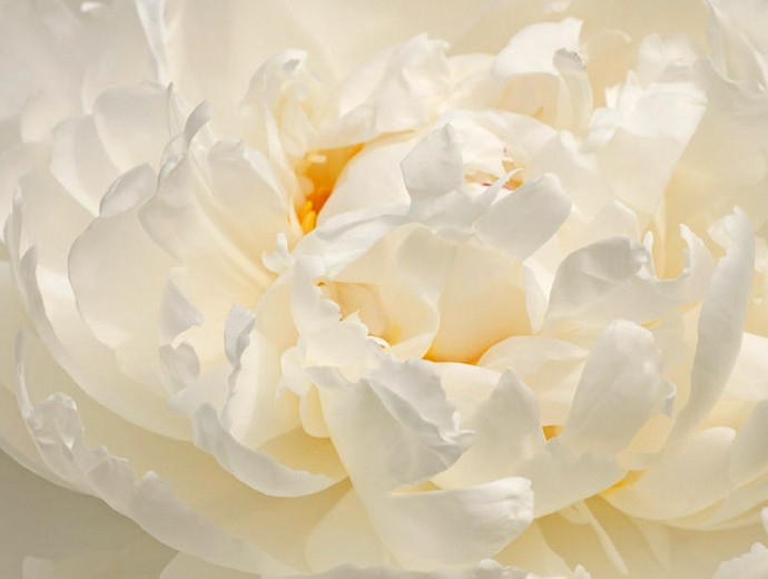 Bashleen_'s tweet photo. Whenever I see white Peonies I just have the unbearable urge to just shove my face in them. they're so soft and pretty and they smell so nice. PLUS CMON THEY LOOK LIKE FUCKING CLOUDS. Permission to drown in them please? thank you https://t.co/QiOaOF9RcA