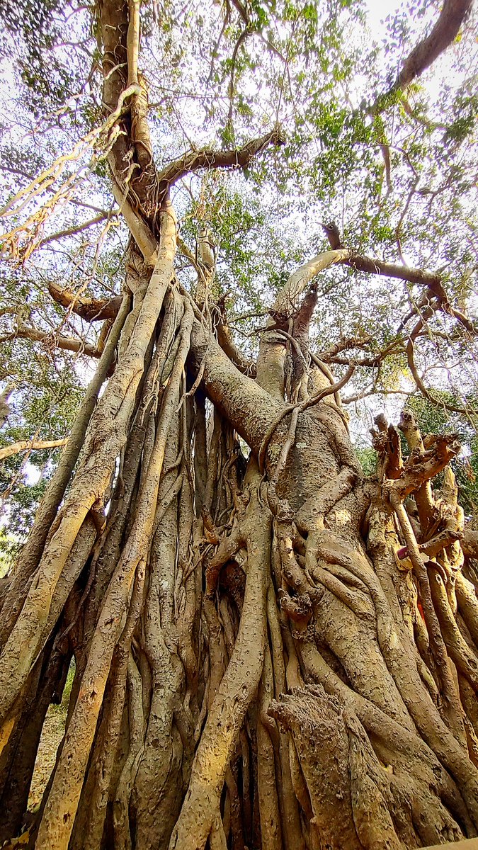 infotainmentod's tweet photo. Bit closer..
#treees #nature https://t.co/s101NwWPGI