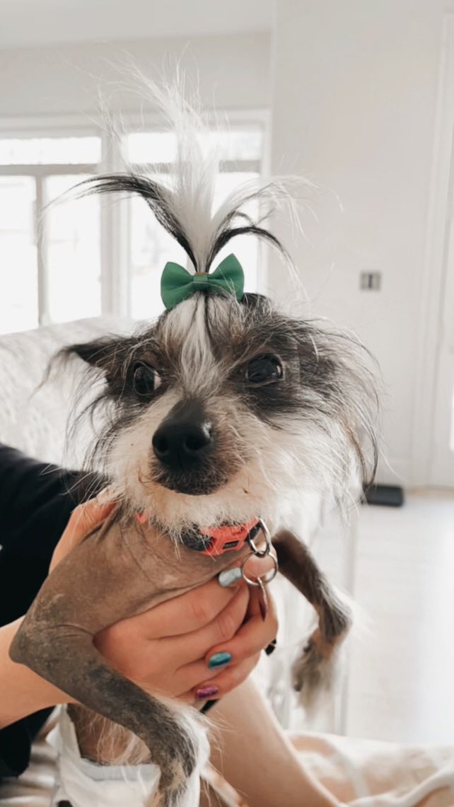 AllyEGreen's tweet photo. In sources of #COVID19 news, I’ve been told my darling Poppy is a prime suspect https://t.co/0mWPVB1E1t