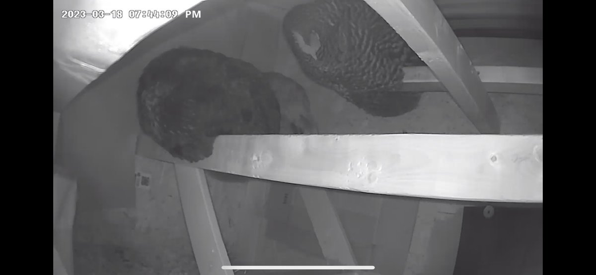 red ghost (@bulk6) on Twitter photo 