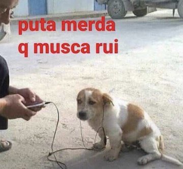 so lembrei desse cachorro