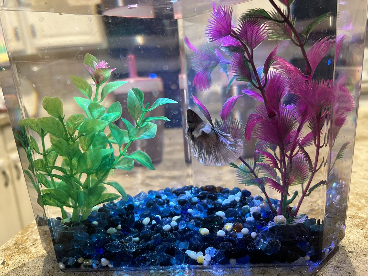 herrodeanna's tweet photo. Got a new baby betta :3 hes black and silver but i can’t decide on a name .-. Suggestions? https://t.co/FgzsXKBSP8