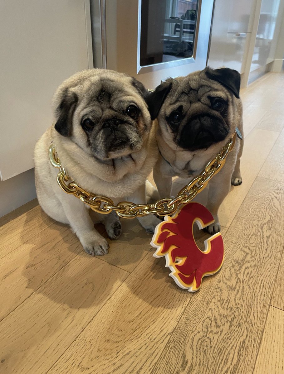 NHLFlames's tweet photo. We have some more pup content for you! Riley and Stanley Tanev, full of swagger. https://t.co/qTd8xaFX7j