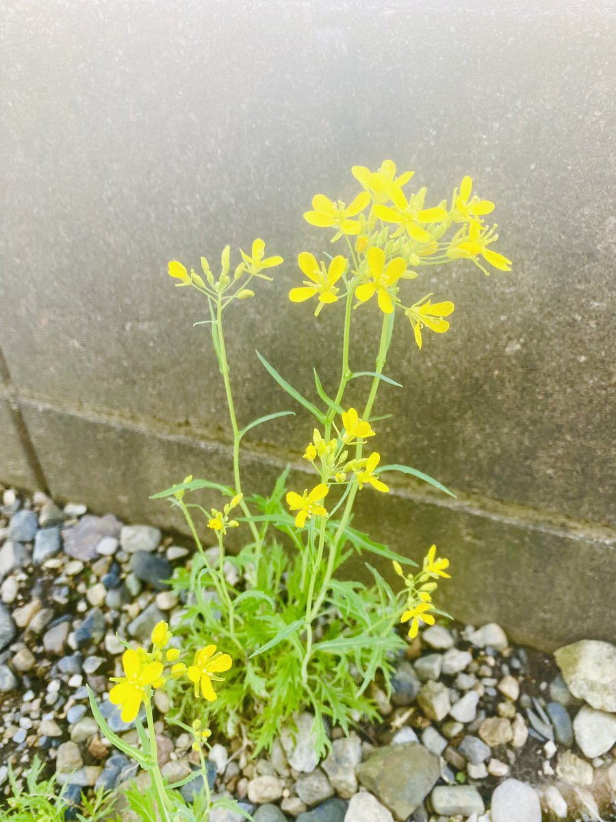 wa_herb_'s tweet photo. 実家帰ったら、水菜に花が咲いてた。
水菜って菜の花みたいなお花咲くんだね〜☺️
かわいい☺️☺️☺️

#家庭菜園
#春が来た https://t.co/d1mN9NwHBd