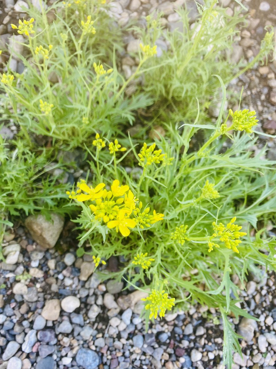wa_herb_'s tweet photo. 実家帰ったら、水菜に花が咲いてた。
水菜って菜の花みたいなお花咲くんだね〜☺️
かわいい☺️☺️☺️

#家庭菜園
#春が来た https://t.co/d1mN9NwHBd