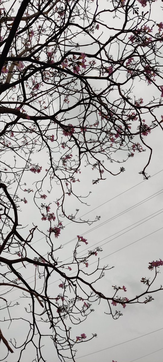 sane_neul's tweet photo. Vizag 🌸🌸🌸

#keytobehappy #Cherry_Blossom #Vizag #climate #clicks https://t.co/3Gs6XlccU0