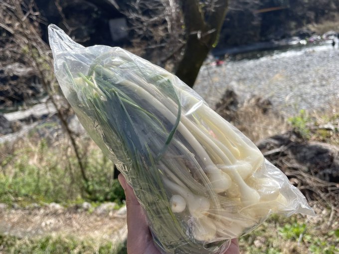 御岳渓谷の直売所で野蒜¥100入手。何も付けなくても美味いが味噌持ってくればよかった#MDおうめ #ingress 