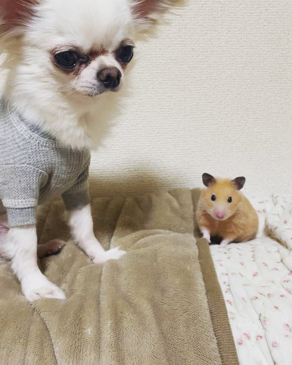 ohana02's tweet photo. くるみ(キンクマハムスター🐹)だけカメラ目線。#dog #chihuahua #dogstagram #犬 #iloveyou #chihuahualoverphoto
#chihuahua #cut #cutdog #いぬ
#dogstagram #lovemydog #チワワ #ちわわ #キンクマハムスター #カメラ目線 #ハムスター #hamster https://t.co/kiGc3C0ELn