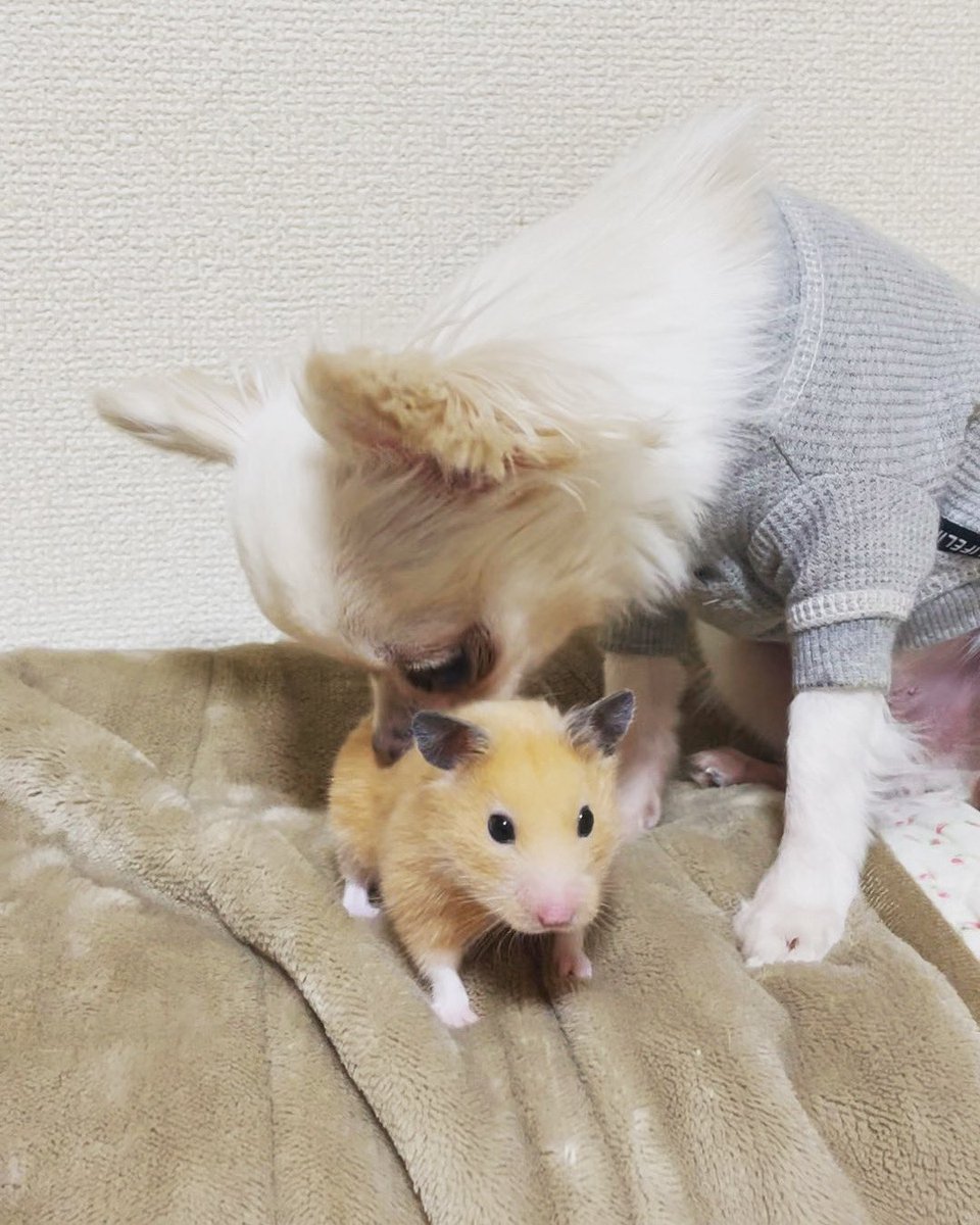 ohana02's tweet photo. くんくん香ばしい
くるみ(キンクマハムスター🐹)いい香りがするね。#dog #chihuahua #dogstagram #犬 #iloveyou #chihuahualoverphoto
#chihuahua #cut #cutdog #いぬ
#dogstagram #lovemydog #チワワ #ちわわ #キンクマハムスター #カメラ目線 #ハムスター #hamster https://t.co/3vDrtIHgK3