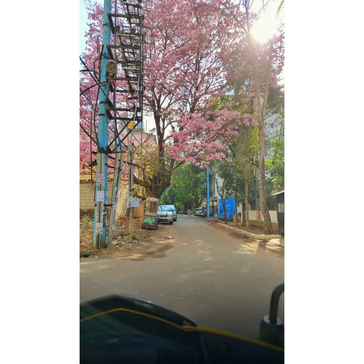yoursamy's tweet photo. Bangalore is blooming pink
 
#bangalore #karnataka #pink #photo #tree #weather https://t.co/r5hSMcyh3T