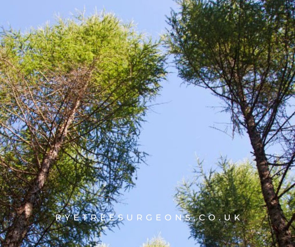 tree_rye's tweet image. Invest in the beauty and value of your property with trees from Rye Tree Surgeons. Call us today to schedule a visit to our farm or to learn more about our products and services.
#treesurgeons #treeproblems #treelife