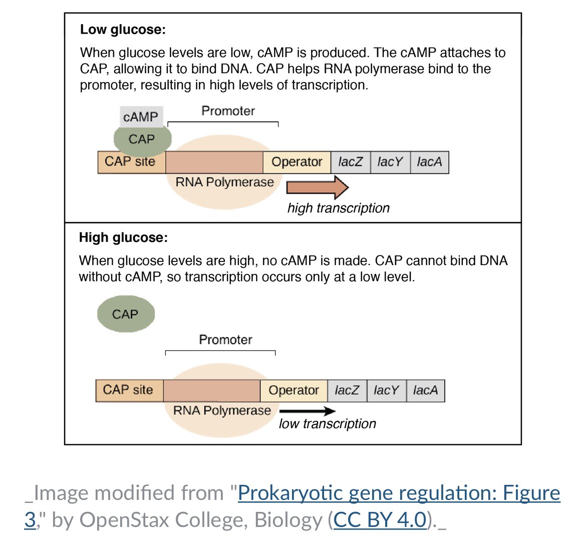 lifeofchEMI's tweet photo. Have you ever seen an interactive  Minecraft-engineered lac operon? Well, take a look 👀🧬🎮

I am a huge advocate for developing fun and engaging ways to illustrate complicated topics and video games like Minecraft can be a great tool for doing so.

https://t.co/CRfAgPiikO https://t.co/vpKcWHfqac