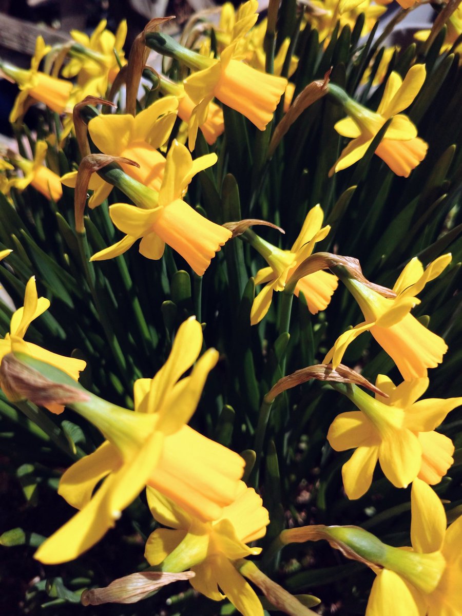 Lot415's tweet image. 黄色いスイセンがたくさん咲いています。#スイセン #花