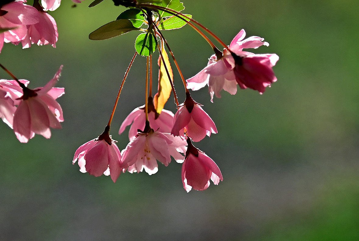 Visit_Henan's tweet image. Blossoms create the romantic atmosphere of #spring in #Henan #springscenery #NaturePhotography #NatureBeauty #flowerphotography