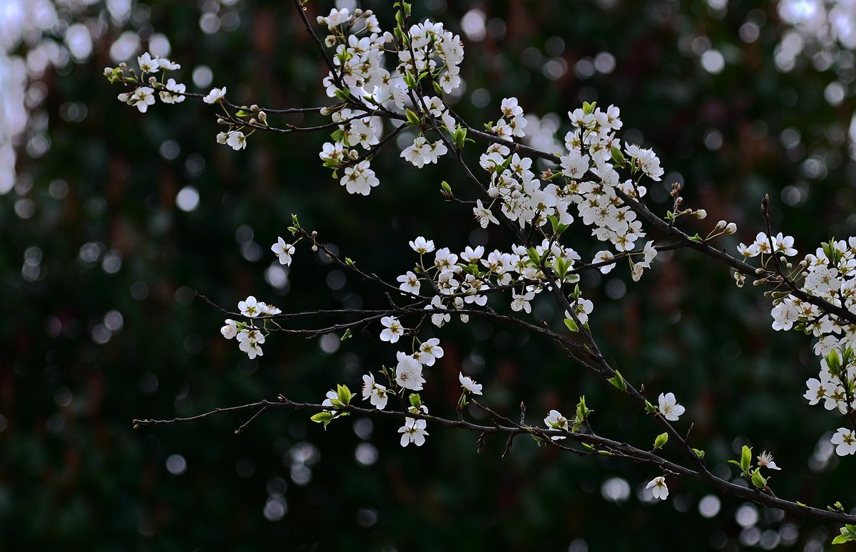 Visit_Henan's tweet image. Blossoms create the romantic atmosphere of #spring in #Henan #springscenery #NaturePhotography #NatureBeauty #flowerphotography