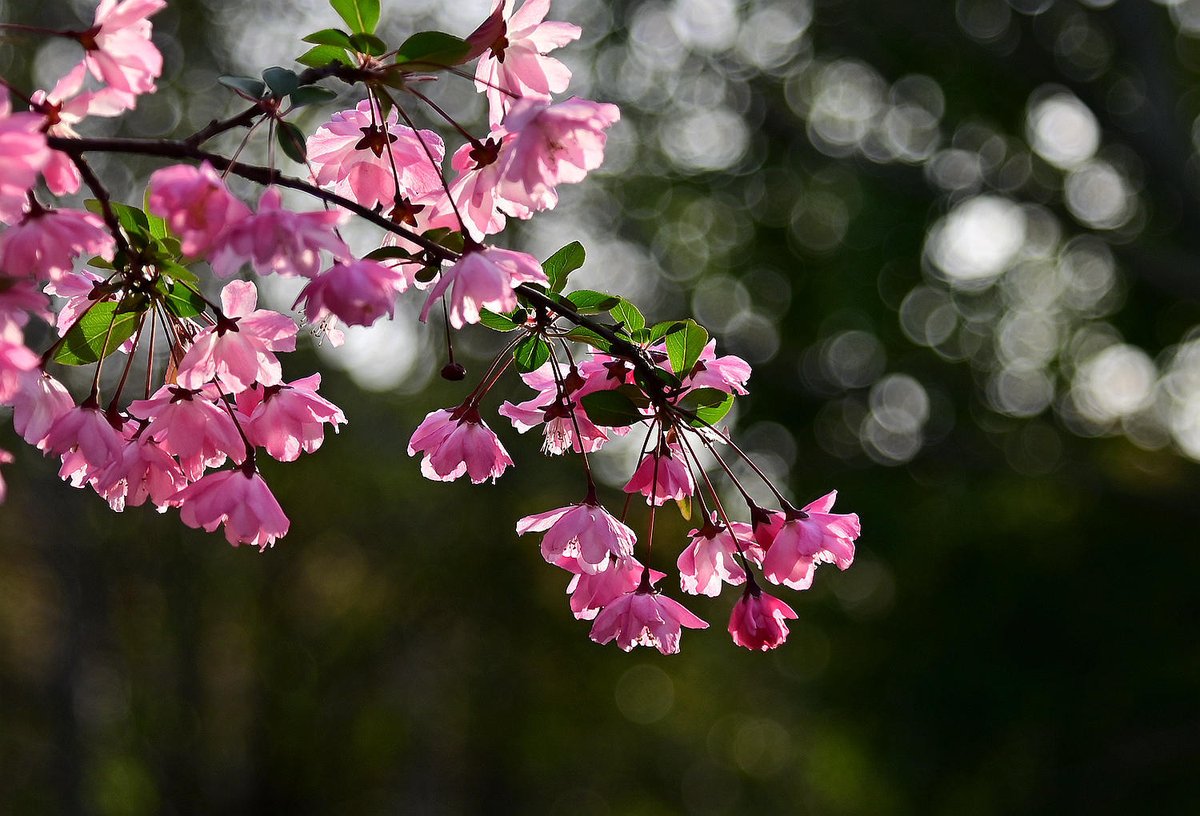 Visit_Henan's tweet image. Blossoms create the romantic atmosphere of #spring in #Henan #springscenery #NaturePhotography #NatureBeauty #flowerphotography