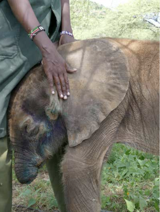 Meet Longuro. He fell into a well on a nearby property and was attacked by Hyena,
resulting in the loss of most of his trunk. #Loisaba’s ranger team pulled him
out and transported him to Reteti Elephant Orphanage where he is now being
rehabilitated

#LandconnectedLifeprotected