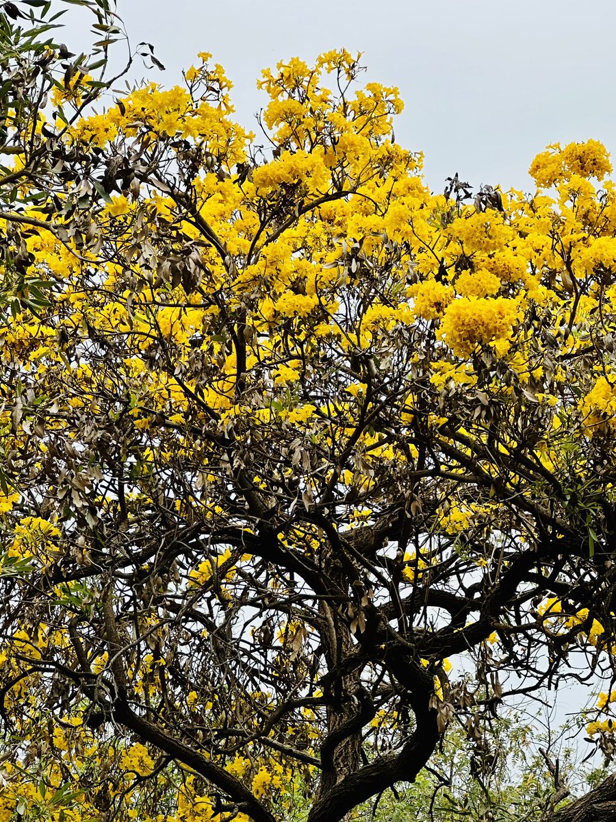 Trees of Gold..!

Golden bell (Tabebuia argentia) trees are giving a stunning look these days. 

#TreesOfDelhi #NehruPark