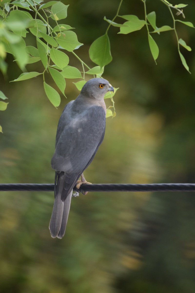 Up so close… Shikra #bbcearth #natgeoindia #indiaves #natgeophotography #nature #BirdsOfPrey #photohour