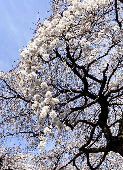 近所の桜がもう満開。 
