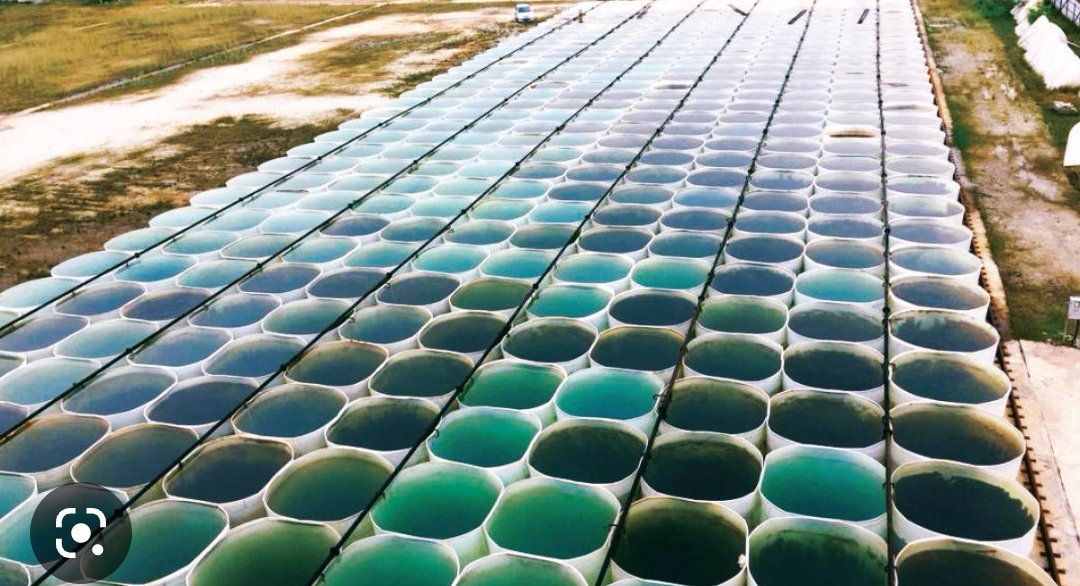 WAS_Robotics's tweet photo. We want to use a green algae named Chlorophyceae for effective biodiesel productiob.   W. A. S Stars https://t.co/gP2nrl5wTY