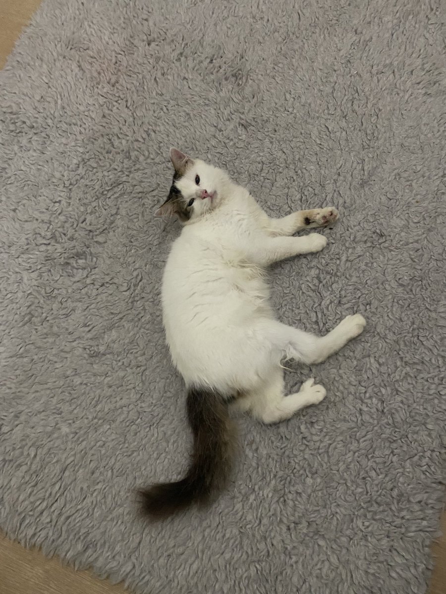 rishaaand's tweet image. Twitter please do your magic, Kucingku namanya Bocil. Hilang sejak kemarin siang menuju sore, hilang di sekitar jalan Benda Sutisna Senjaya Tasikmalaya. Kalau ada yang liat minta tolong reply tweet ini, terimakasih. #kucinghilang #kucing #cat #Tasikmalaya