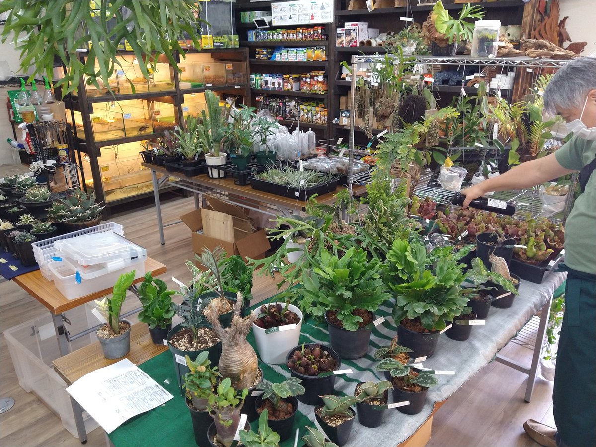antenna0830's tweet photo. 【#REPLANTS】
各出店者の設営完了しました!
オープンまでもうすぐ🌿🌿🌿 https://t.co/6PgYxERVma