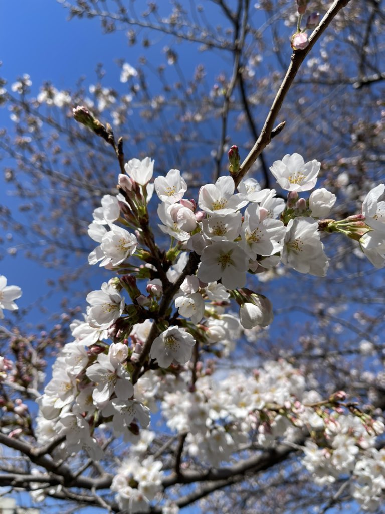 kantasevendeuce's tweet photo. 春みっけ🌸 https://t.co/OG56fEnOPW
