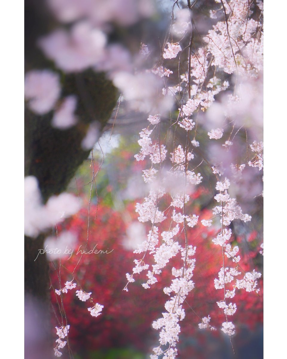 hidemi21's tweet photo. 風にゆらり花々の舞い❀ ͙𓂃
2023.3.16☀️撮影
#日本 #千葉県 #市川市 #原木山妙行寺 #お寺 #しだれ桜 #枝垂れ桜 #木瓜の花 #ボケの花 #japan #boso #chiba #ichikawa #temple #garden #weepingcherry #flowertree #japanesequince https://t.co/h2OmUTu5nM