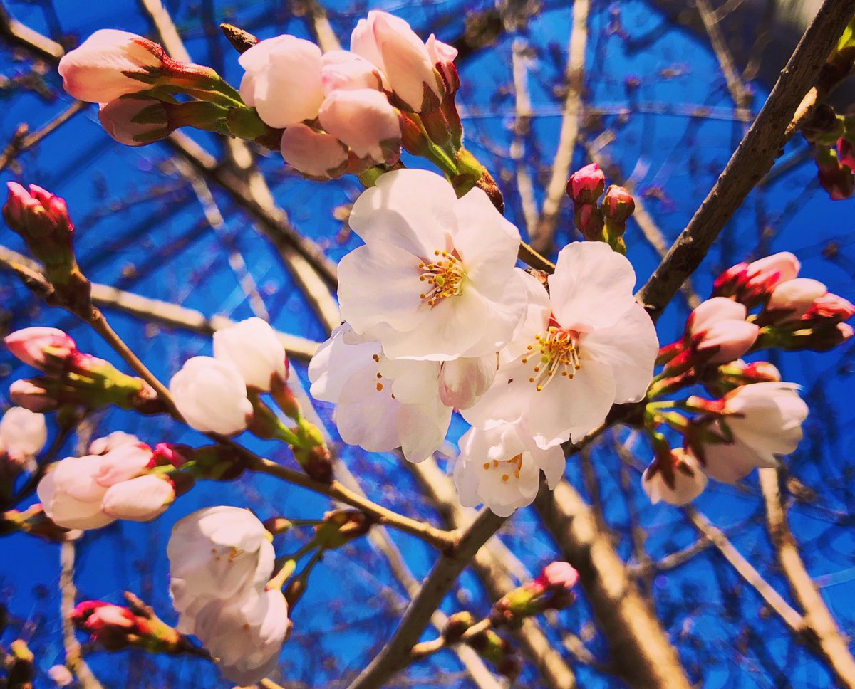 Yukiko Matsuoka tweet media