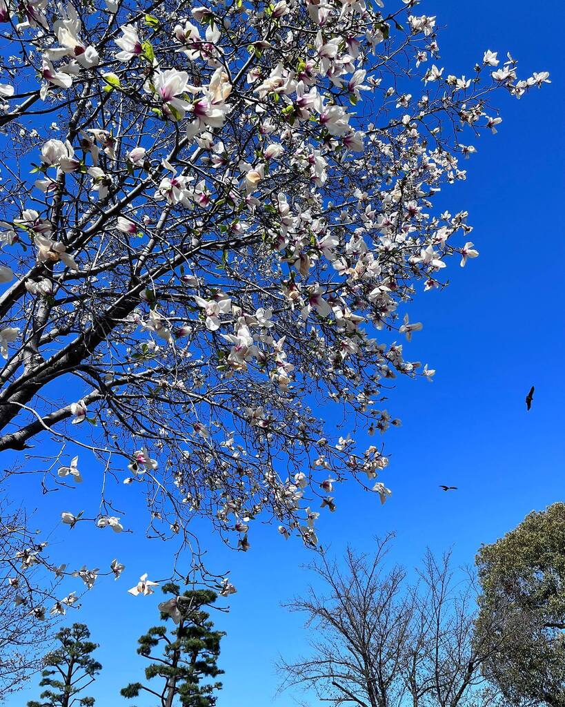 yokobond's tweet photo. 青空にモクレンとトンビ https://t.co/n6OzVtCLmO https://t.co/k61qPhT6pC