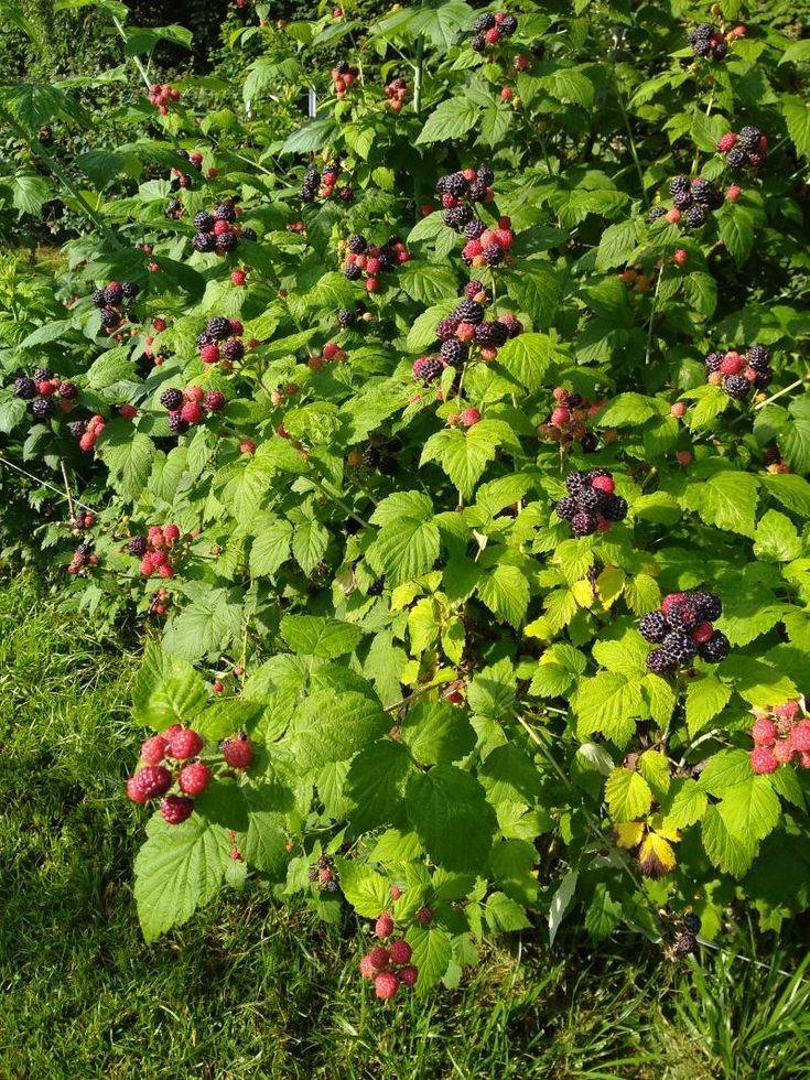 demi_farm's tweet photo. Berry farming in Kenya
Berries grow with minimal care and few pests and diseases so management is easy and can be done by anybody including beginners.
https://t.co/JqNUjC55DR
#berryfarming https://t.co/yeyDLLtHpK